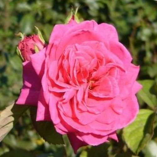 Shop - Rosa Sidney Peabody™ - rosa - floribunda-grandiflora rosen  - diskret duftend - De Ruiter Innovations BV. - Die Sorte Sidney Peabody zieht mit ihren eleganten, tiefrosa Blütenblättern und ihrem diskreten Duft die Aufmerksamkeit auf sich.